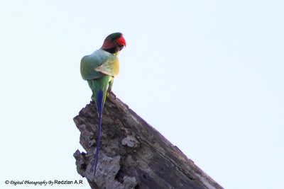 Parakeet2.jpg