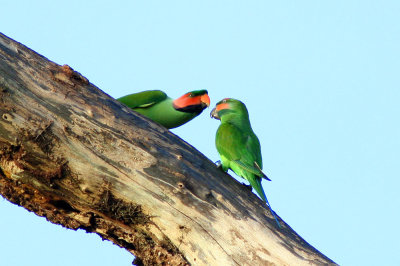 Parakeet Kissing
