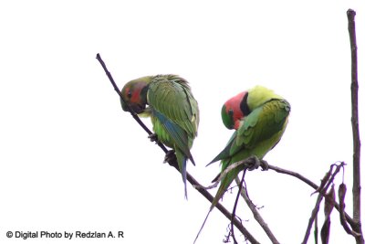 Parrots preening
