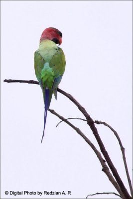 Burung Bayan
