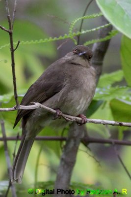 RedEyedBulbul.jpg