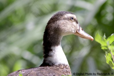 Duck Head