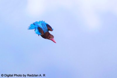 KingFisher Diving