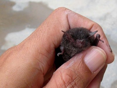 Baby  Bat