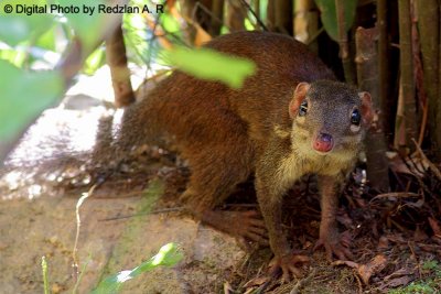 Tree Shrew