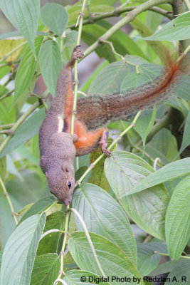 Tupai - Plantain Squirrel