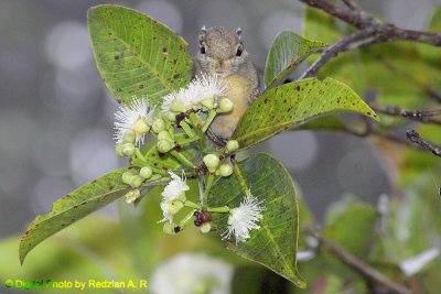 Mountain Squirrel