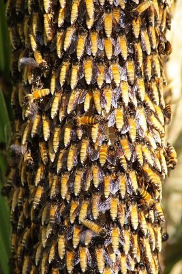 Bees