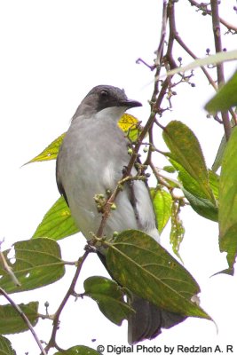 Ashy Bulbul