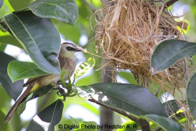 Bulbul_Oriole_Nest