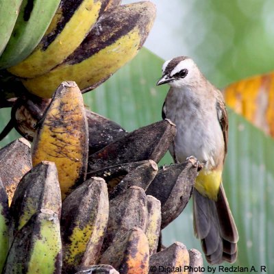 BulBul Banana