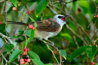 Bulbul Feeding