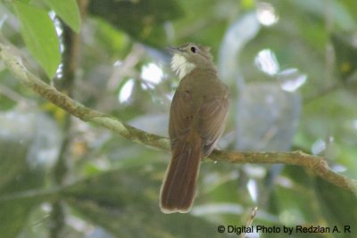 Ochraceous Bulbul.