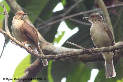 Red-eyed Bulbul.jpg