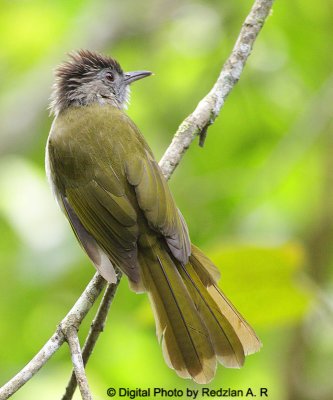 MountainBubul