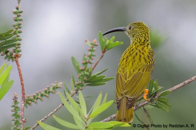 Spiderhunter