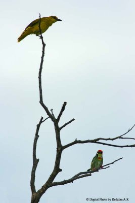 Barbet_and_Oriole.jpg