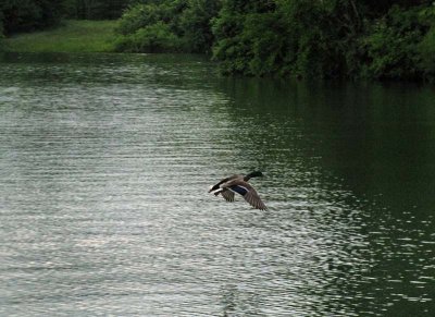 Lake Julian Duck, Geese, an Orb Web