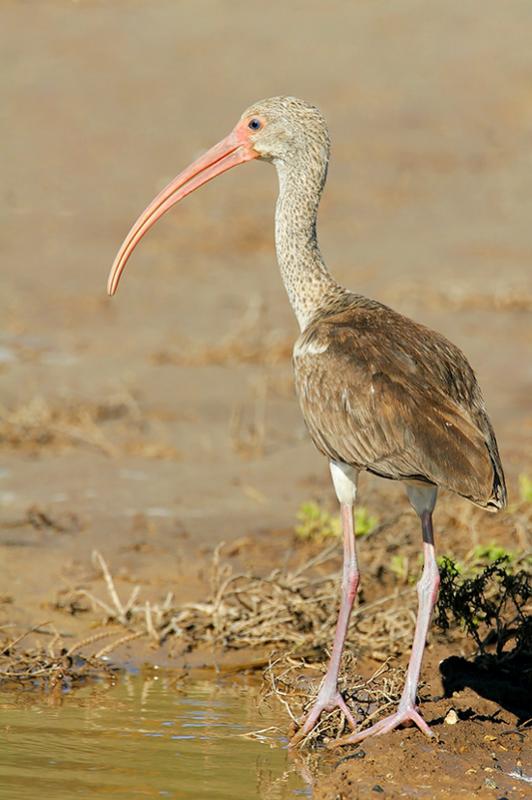 White Ibis