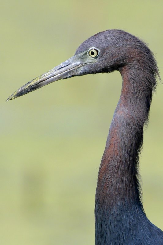 Little Blue Heron