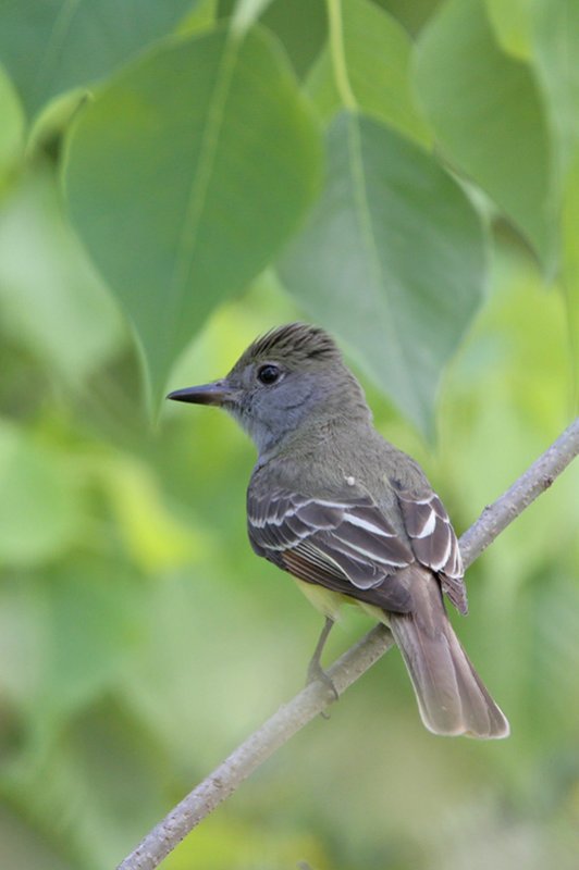 Great Crested Flycatcher