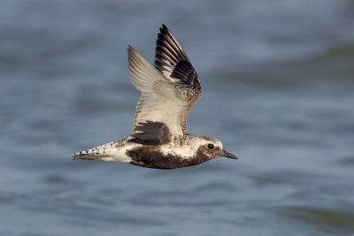 Black-bellied Plover