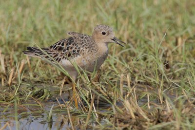 Buff-breasted Sandpiper