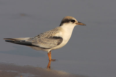 Least Tern