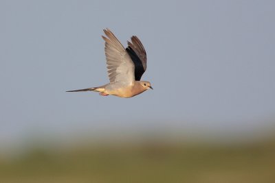 Mourning Dove