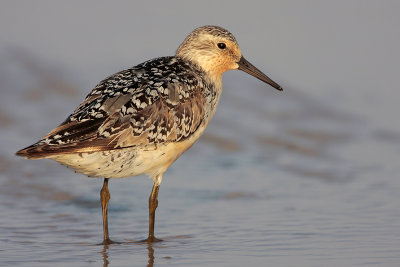 Red Knot