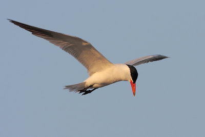 Caspian Tern