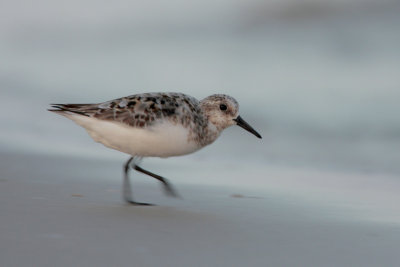 Sanderling