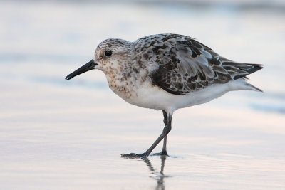 Sanderling