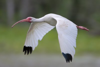 White Ibis