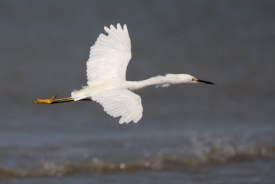 Snowy Egret