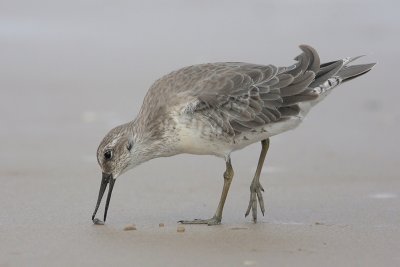 Red Knot