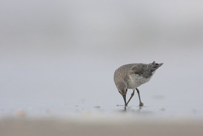 Red Knot