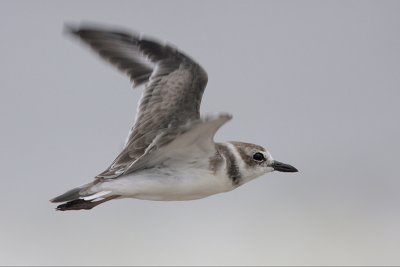 Wilson's Plover