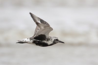 Black-bellied Plover