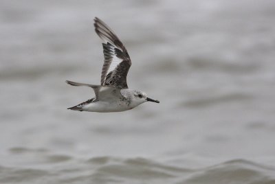 Sanderling