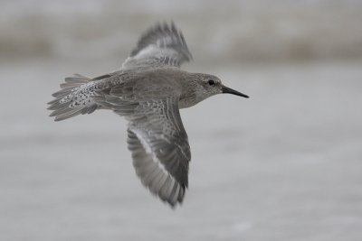 Red Knot