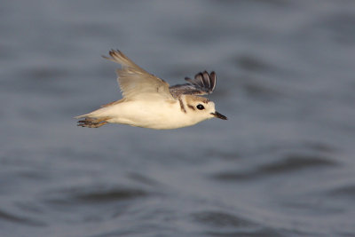 Snowy Plover