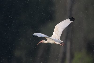 White Ibis