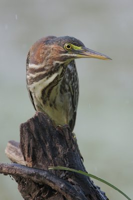 Green Heron