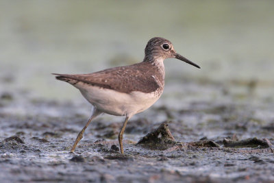 Solitary Sandpiper