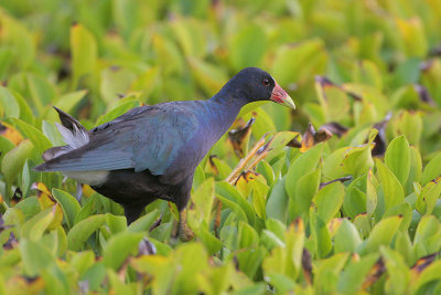 Purple Gallinule