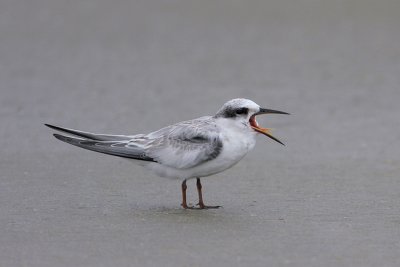 Least Tern