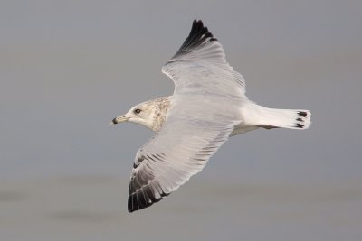 Ring-billed Gull