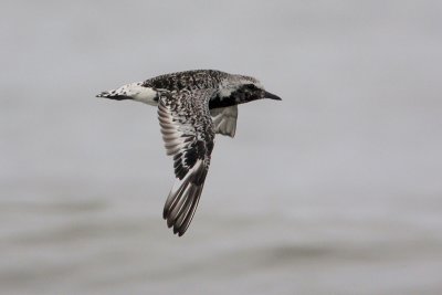 Black-bellied Plover