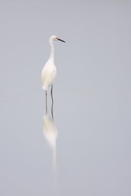 Snowy Egret